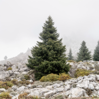 Pinsapo del Parque Nacional Sierra de las Nieves
